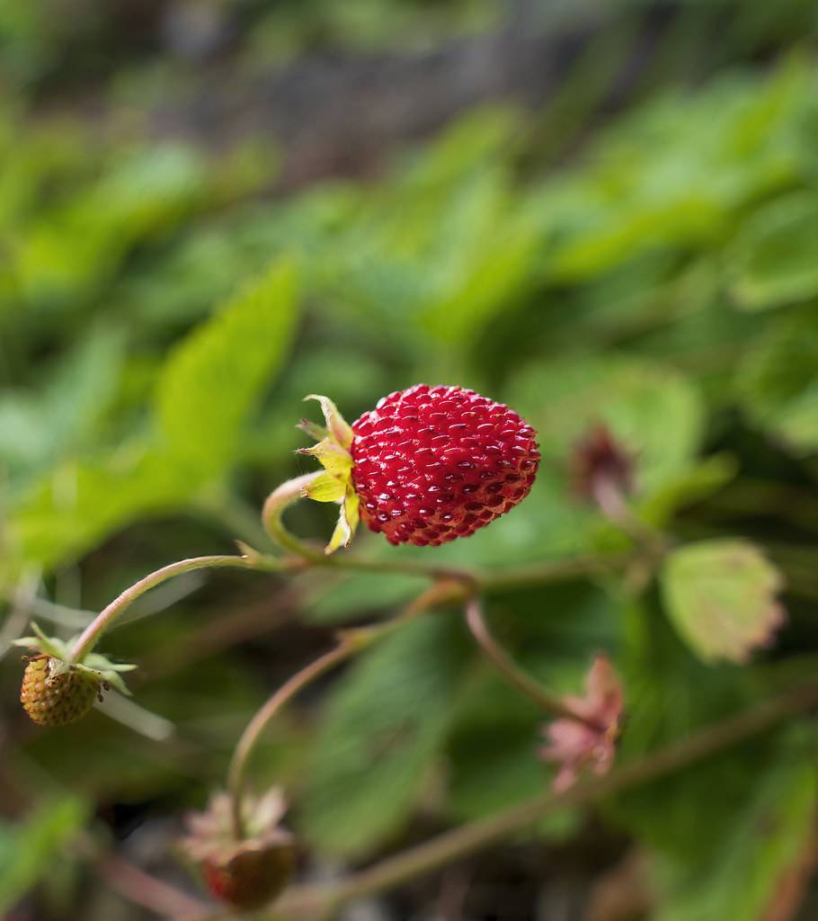 wild strawberry(Fragaria 'Mara des Bois') deep-red, round fruit with akenes, yellow-green sepal, and reddish-green stems