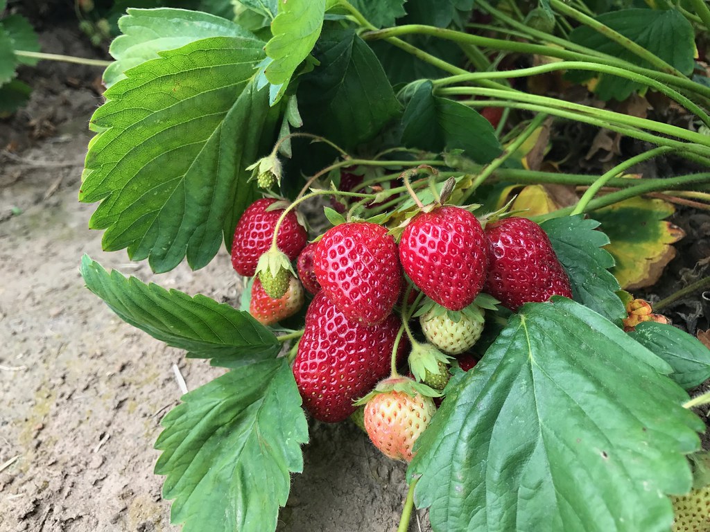 round to cone-shaped, shiny, dark red fruits with green stems and shiny, green, lobed, large leaves 