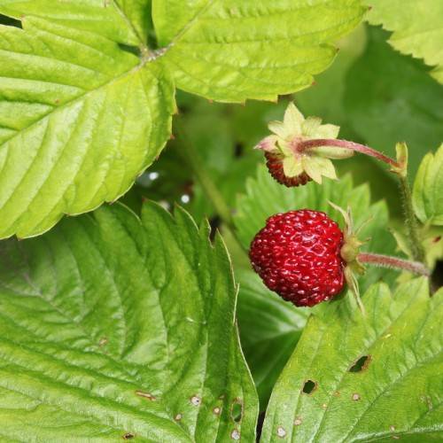 round-shaped, red fruit with golden akenes, green sepals, red, hairy stem, and large, green, lobed leaves