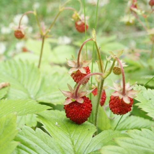 red fruits with pink-beige sepals, lime leaves and pink-green stems