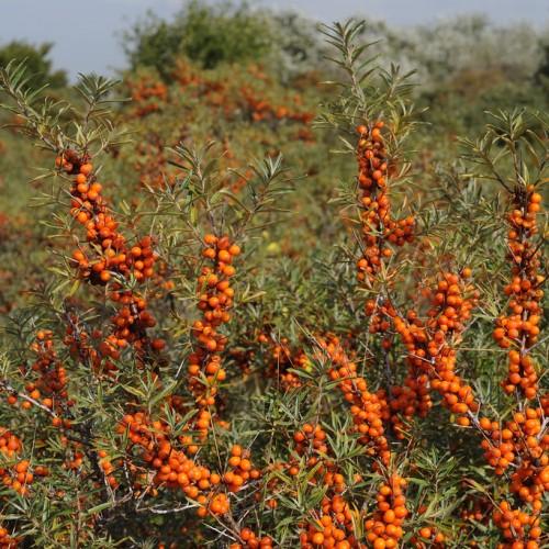 gray stems, full of green leaves and orange fruits