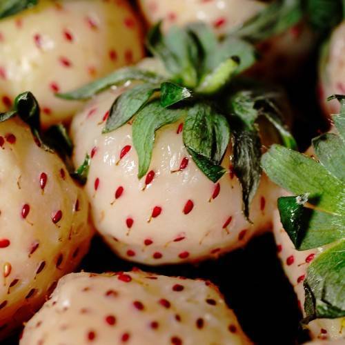 round-shaped, creamy-white fruits with red akene and green sepals