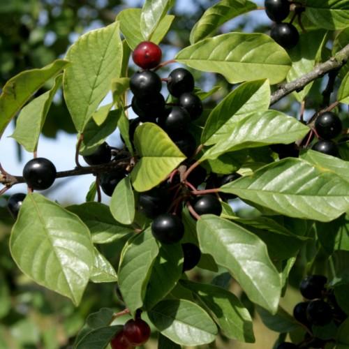 red-black fruits with lime-green leaves, red-green stems and gray-brown branches
