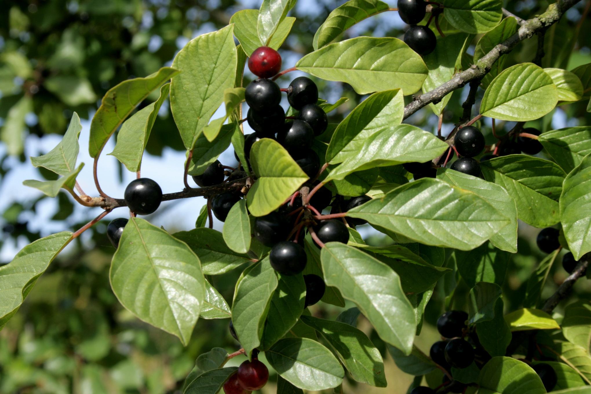 red-black fruits with lime-green leaves, red-green stems and gray-brown branches

