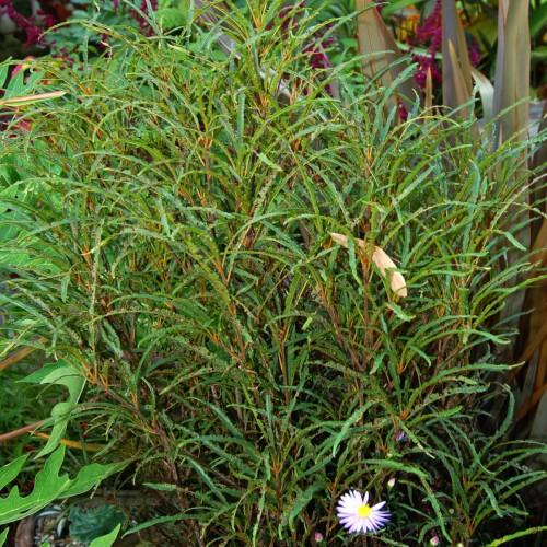 purple-white flower with yellow center, green foliage with orange-brown stems