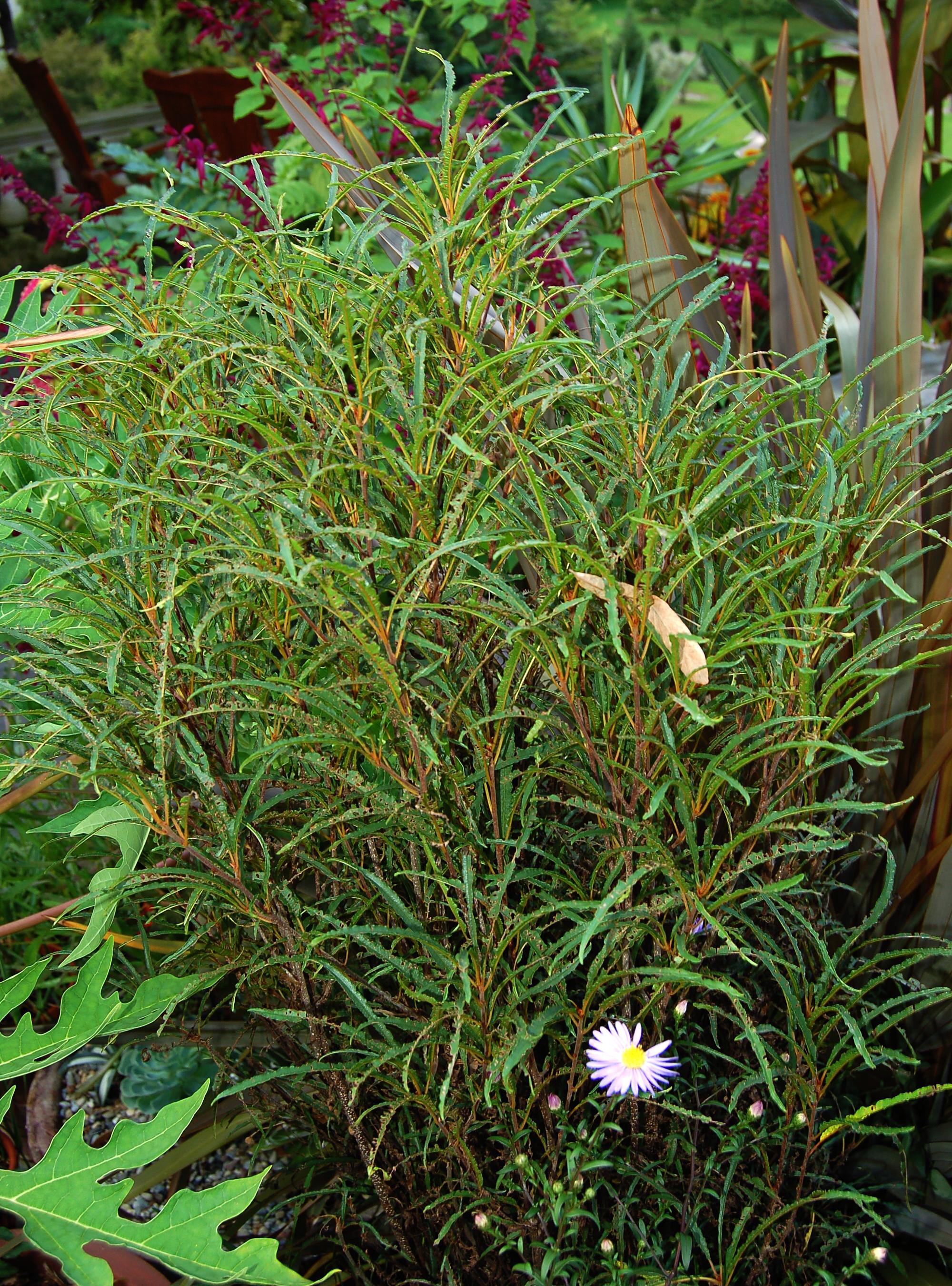 purple-white flower with yellow center, green foliage with orange-brown stems
