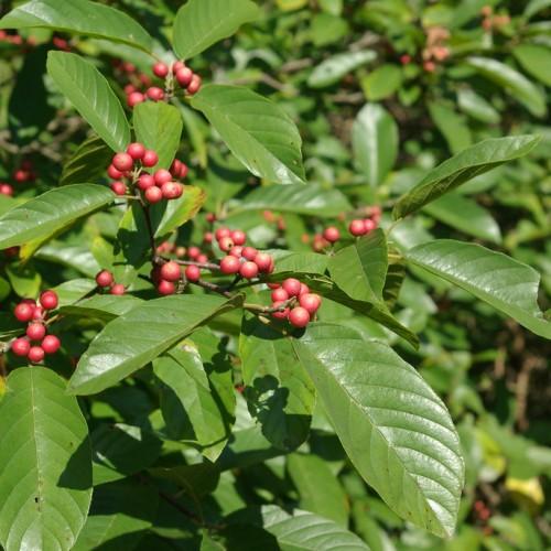 pink fruits with green foliage and gray-brown stems