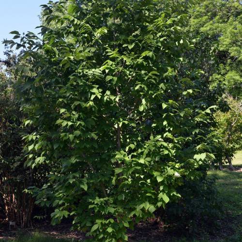 bush with lanceolate, green leaves standing in garden