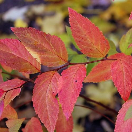pink-green foliage with burgundy stems 