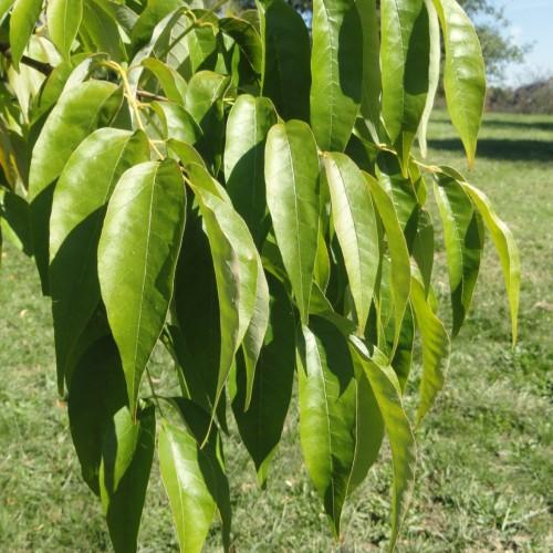 lime-olive foliage with yellow stems