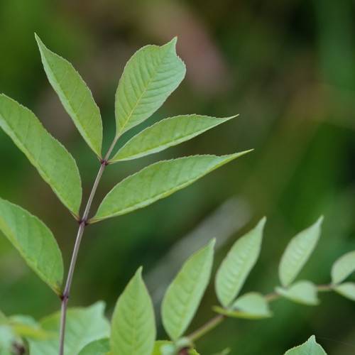 spear-shaped, smooth, green leaves with prominent midribs and gray-brown stem