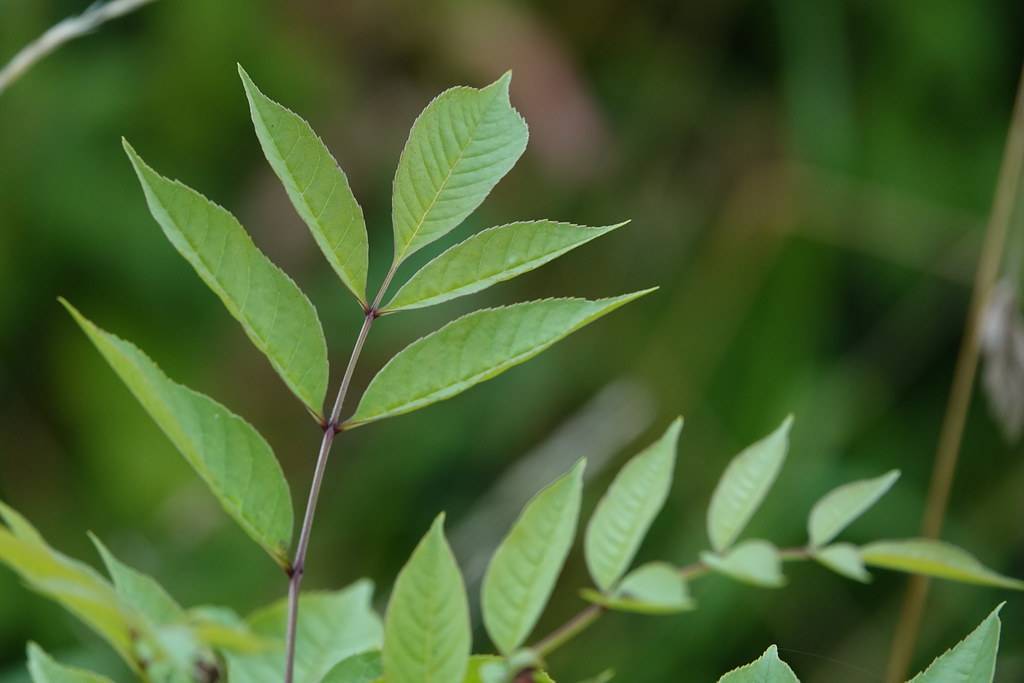 spear-shaped, smooth, green leaves with prominent midribs and gray-brown stem