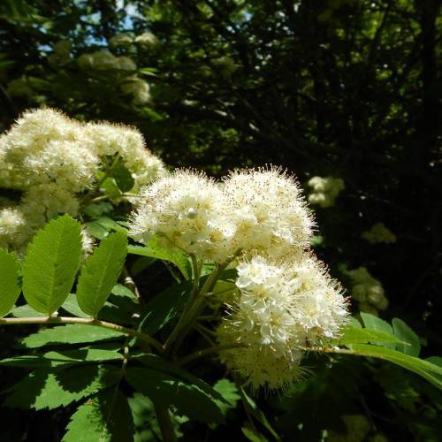 clusters of white-colored, small, feathery flowers with toothed, green, oval leaves and smooth green stems