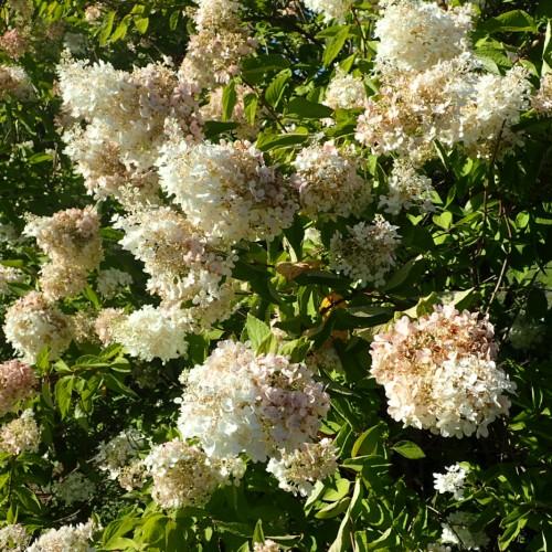 white-pink flowers with green leaves and brown branches
