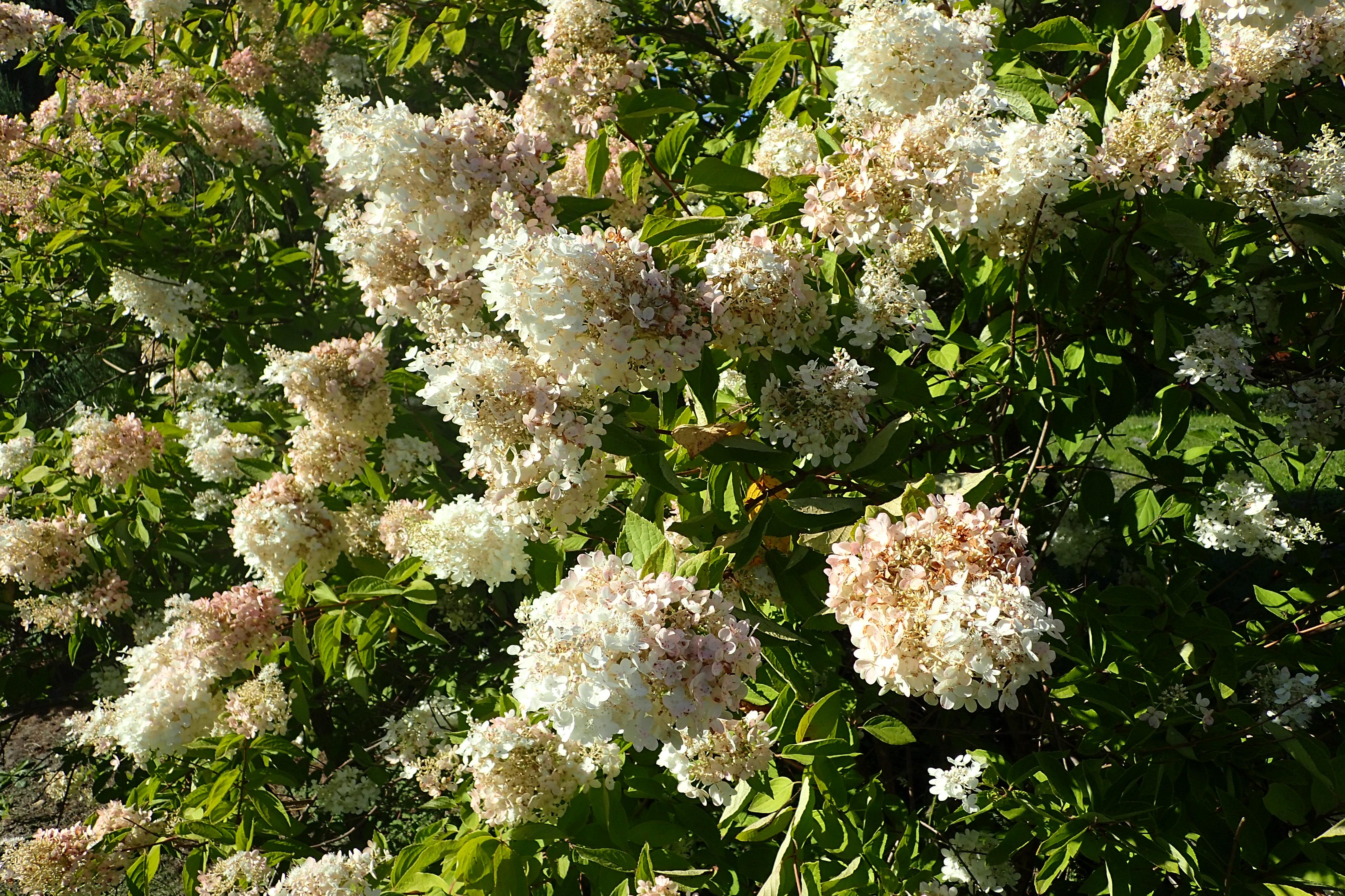 white-pink flowers with green leaves and brown branches
