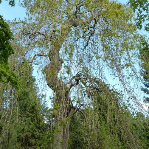 tree with grayish-brown, thick trunk, gray-brown stems, and green leaves