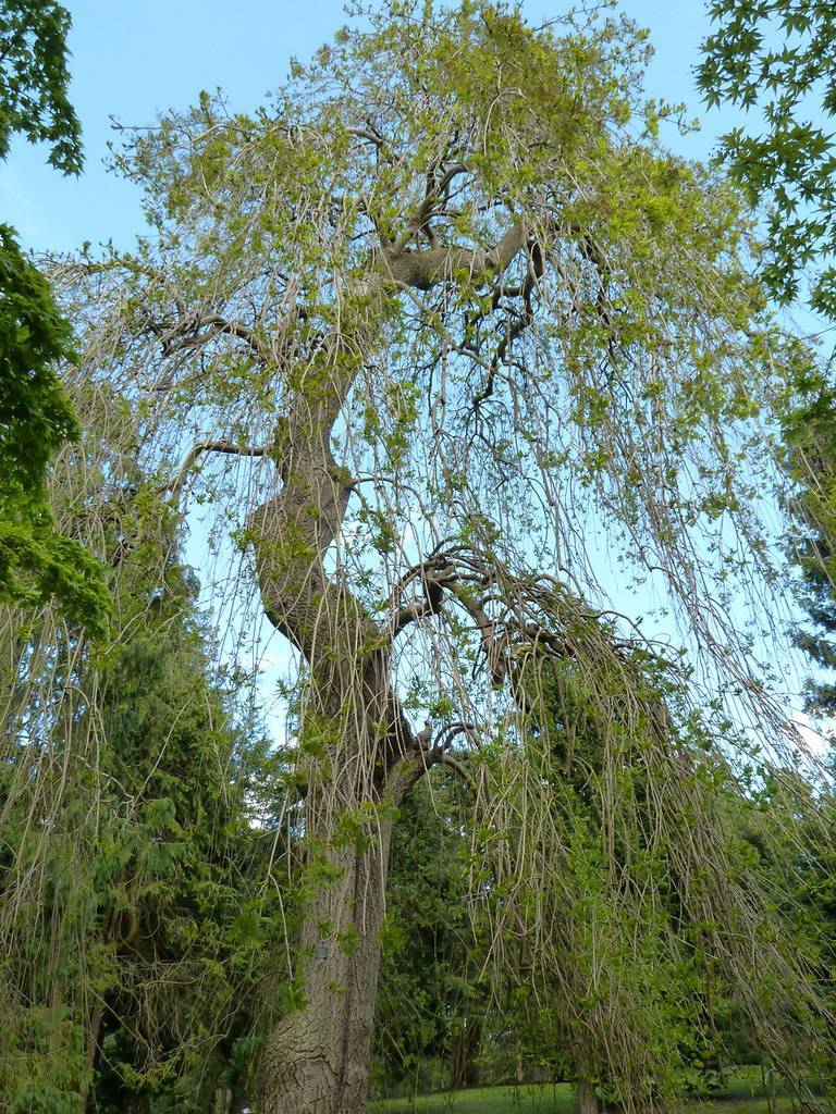 tree with grayish-brown, thick trunk, gray-brown stems, and green leaves