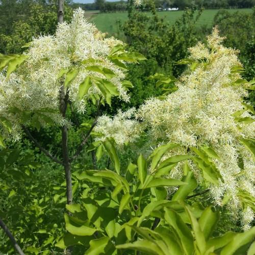 beige-white flowers with lime-green leaves and gray branches