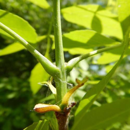smooth green stems and yellow-green buds