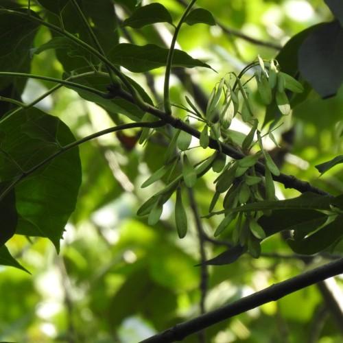 light-green pods, green leaves, lime stems and brown branches