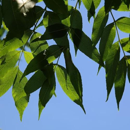 lime-green foliage and green-brown stems