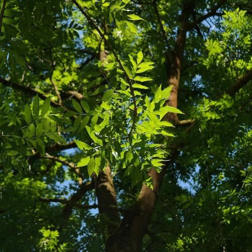 lime-green foliage with brown branches and brown trunk