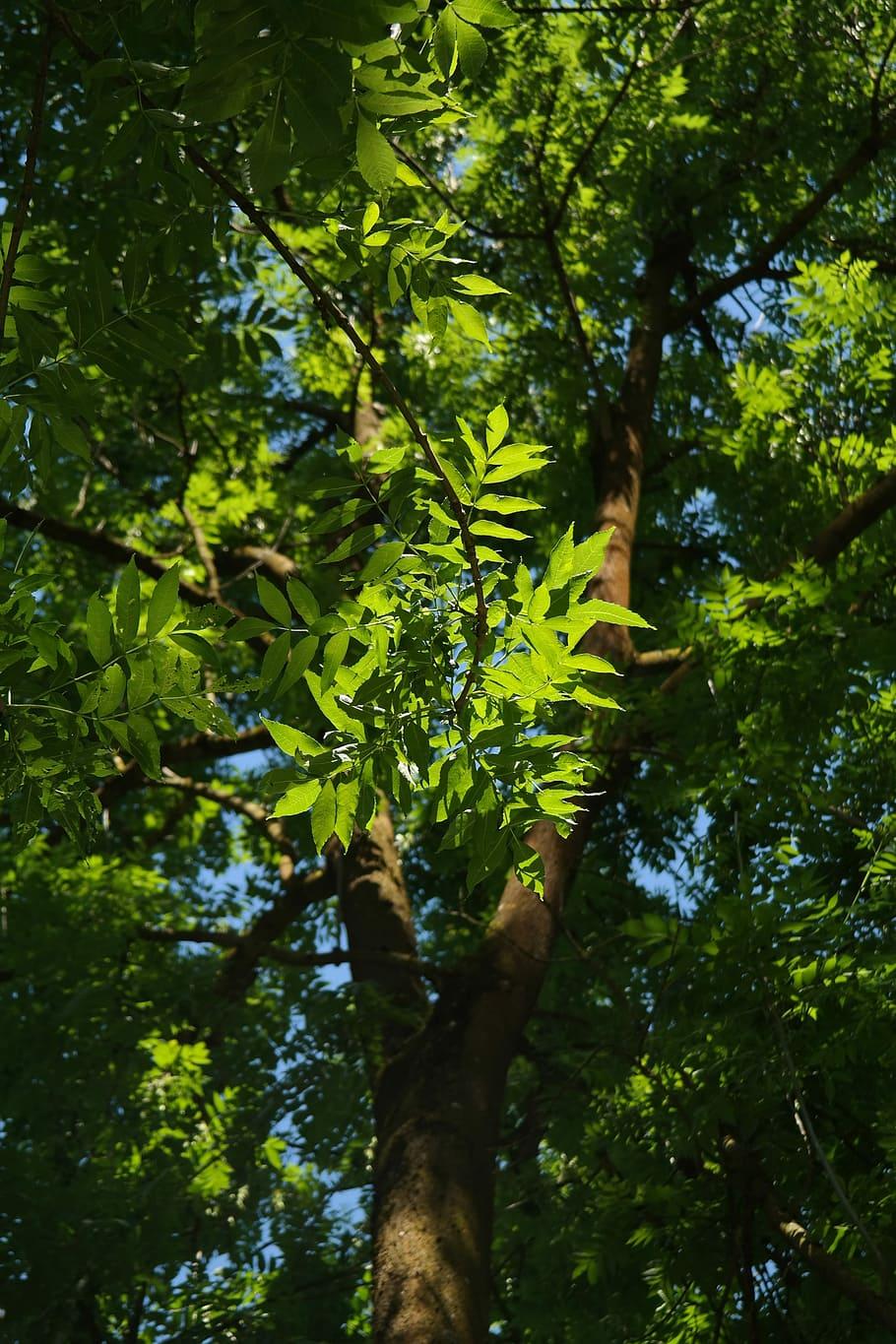 lime-green foliage with brown branches and brown trunk
