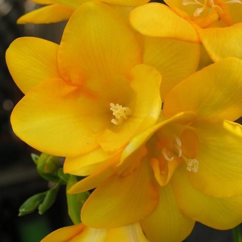 yellow-orange flower with yellow stamens and green foliage
