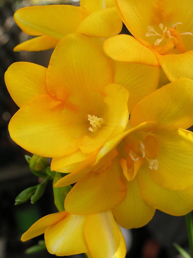 yellow-orange flower with yellow stamens and green foliage