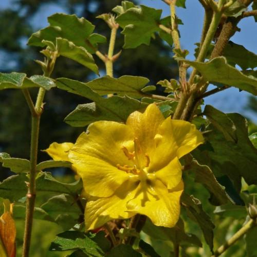 yellow flowers with dark-yellow anthers, green-olive leaves and olive-brown stems