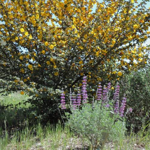bush with yellow flowers along dark brown stems