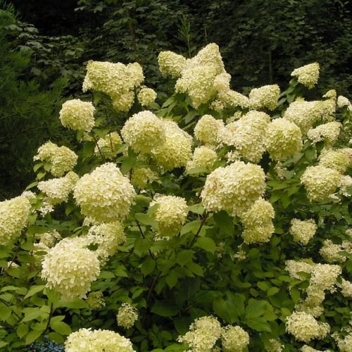 light-yellow flowers with lime leaves and brown stems
