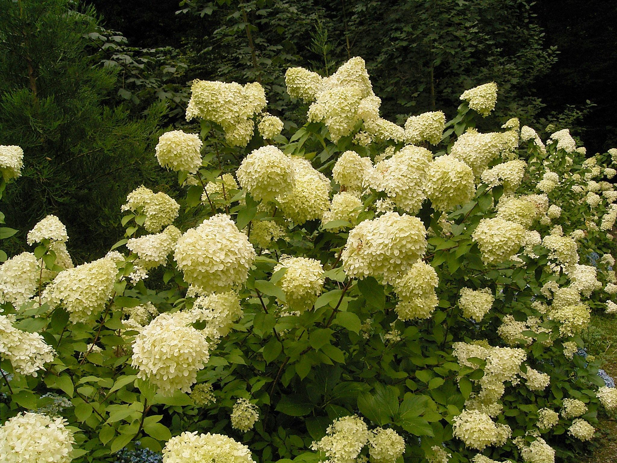 light-yellow flowers with lime leaves and brown stems