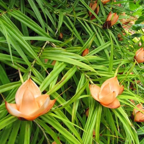 light-orange flowers with lime-green leaves and stems