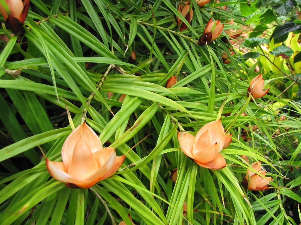 light-orange flowers with lime-green leaves and stems