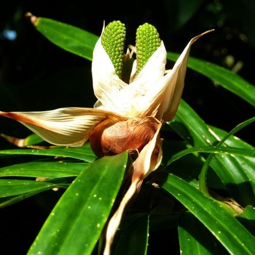 yellow-brown flower with lime cones and green leaves