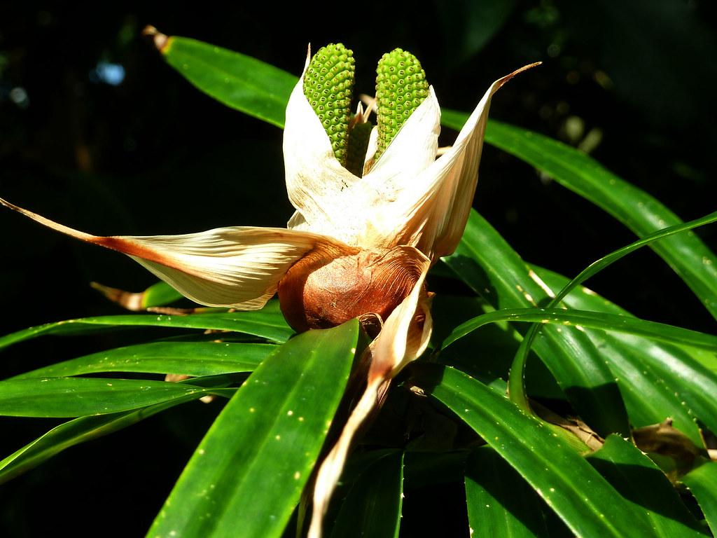 yellow-brown flower with lime cones and green leaves