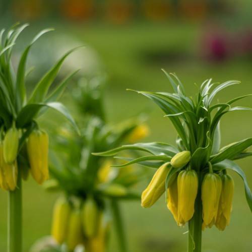 cluster of tubular-shaped yellow flowers with green sepals and stems