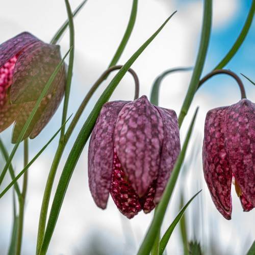 tulip-shaped, deep-purple flowers with pink markings, purple-green stems, and needle-like green leaves