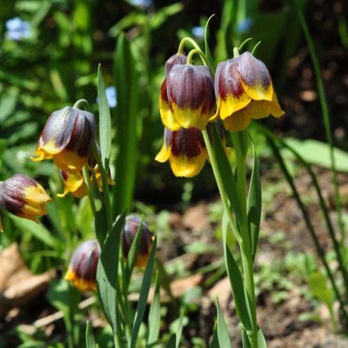 yellow-purple flowers with green leaves and stems