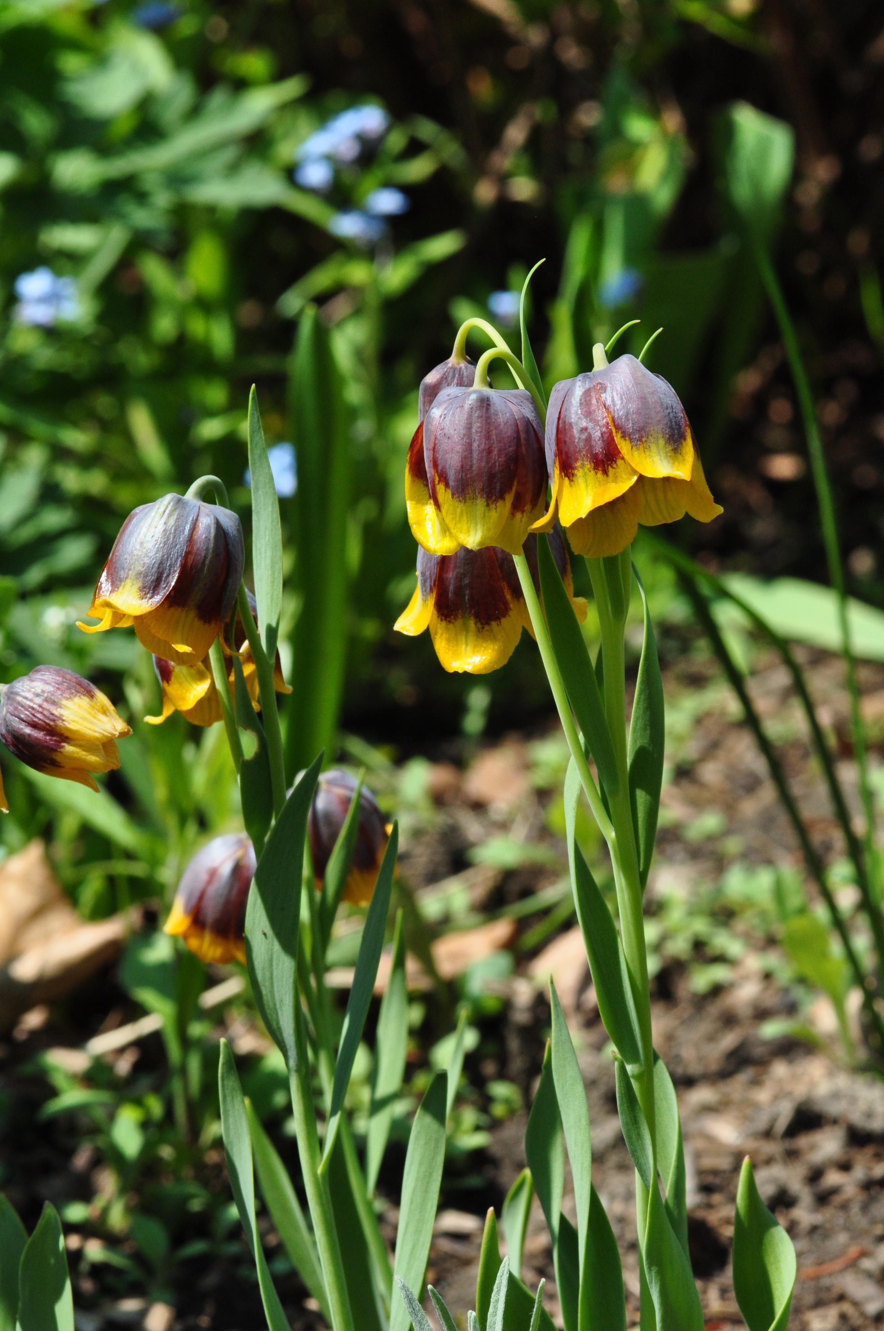 yellow-purple flowers with green leaves and stems 