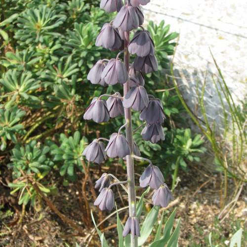 purple-gray, cup-shaped flowers along purple-gray stems