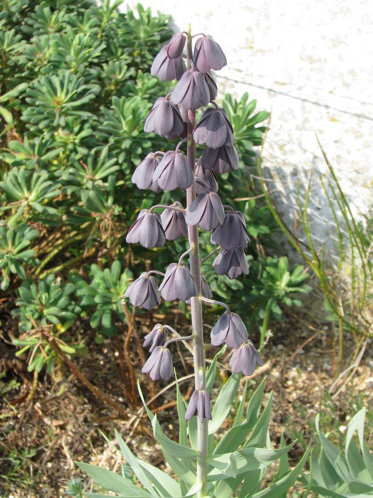 purple-gray, cup-shaped flowers along purple-gray stems