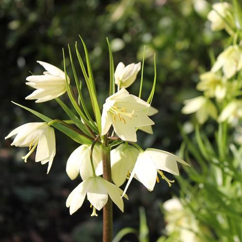 off-white flowers with yellow anthers, off-white filaments, lime foliage and green-brown stems