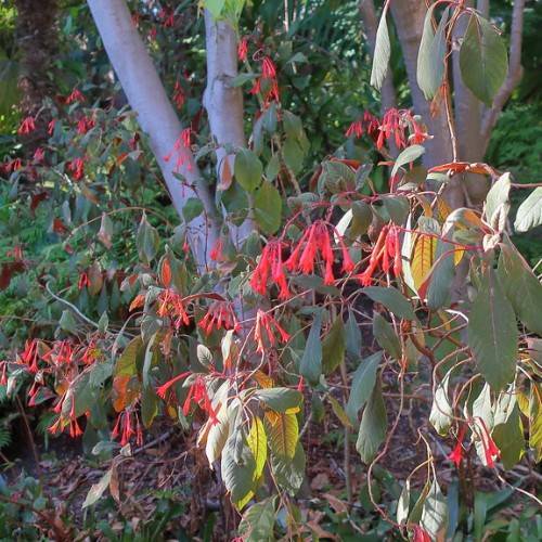 clusters of red, trumpet-shaped flowers, red-green stem, and lanceolate green leaves