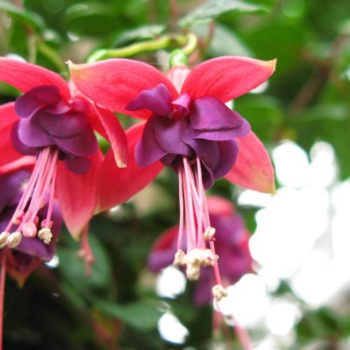 reddish-pink flowers with violet inner petals, long pink filaments, white anthers