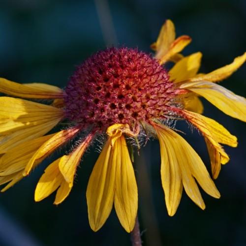 yellow flower with maroon center and brown stems