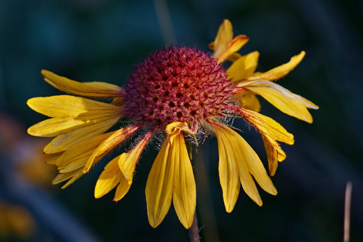 yellow flower with maroon center and brown stems