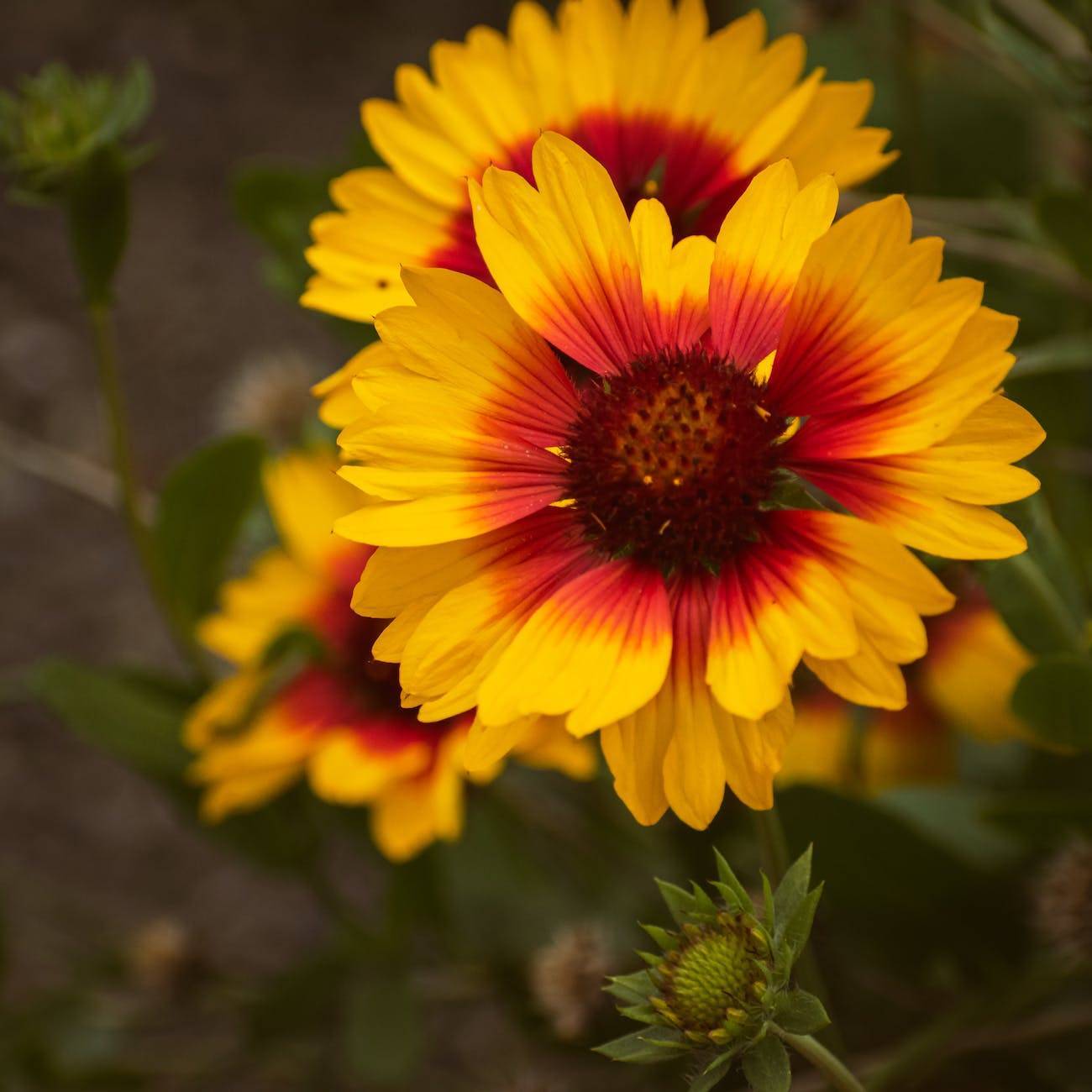 vibrant yellow-red flowers with maroonish-brown stamens and green sepals