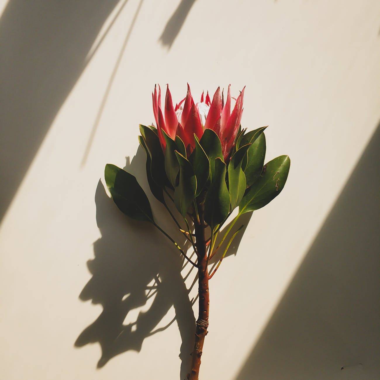 red-colored, crown-like flower with small, oval, green leaves and brown stem